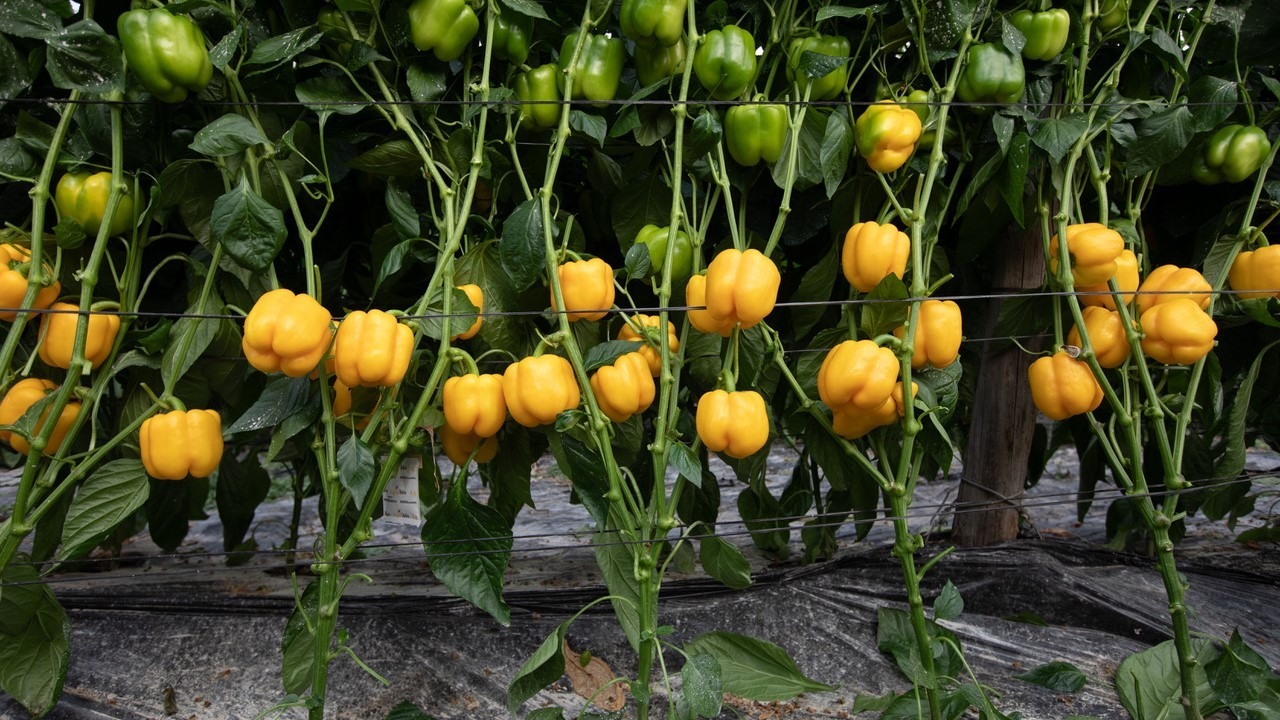 semillas fito Gasol pimiento california amarillo productivo y con buena poscosecha|semillas fito Gasol pimiento california amarillo productivo y con buena poscosecha|semillas fito Gasol pimiento california amarillo productivo y con buena poscosecha|semill